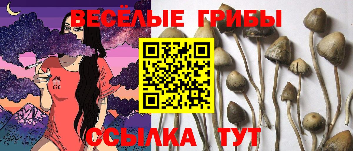 Псилоцибиновые грибы прущие грибы  Галлюциногенные грибы Cubensis  Протвино  Вход с VPN 