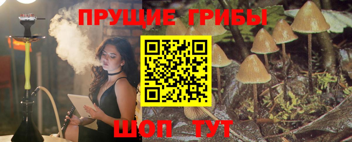 Псилоцибиновые грибы Psilocybe Протвино